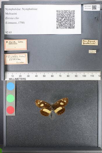 Media type: image;   Entomology 101054
